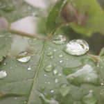 Sadepisara Vihreän Lehden Päällä Kesällä